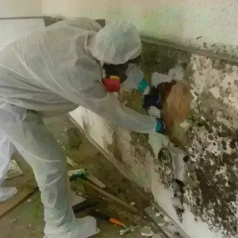 Best Mold Remediation and Removal Service in Pilot Mountain, NC